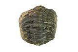 Bargain, Wide, Enrolled Austerops Trilobite - Morocco #156999-2